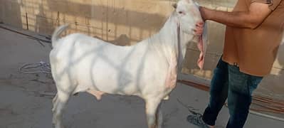 Bakra