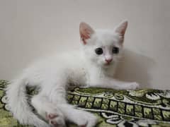 Persian
