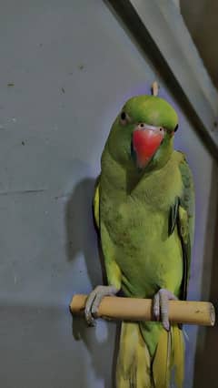 grenn