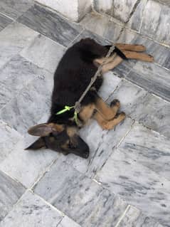 Female Puppy For sale