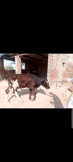 qurbani