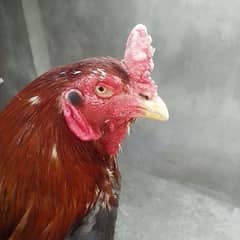 Miyanwali Aseel