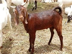 Goats