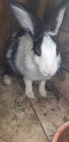 White Rabbit