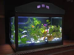 Planted Aquarium