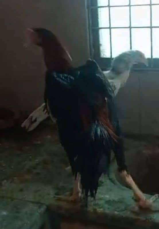 High Quality Aseel and Shamu 14