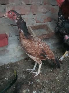 mianwali aseel murgi