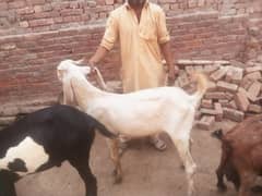 qurbani