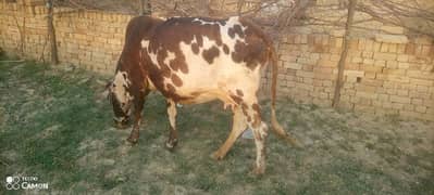 cow for qurbani
