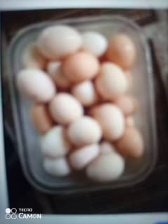 pure Desi egg available ha