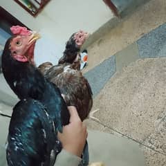 اصیل