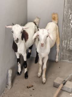 Teddi Bakra Bakri Teddy