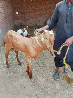 bakra