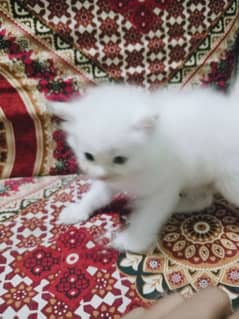 Persian kittens tripple cuarted