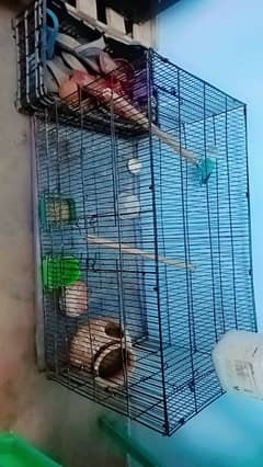 lovebird female healthy and active bluegray color rate b km ho jy ga