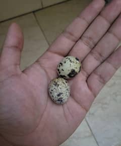 Quail/Batair Eggs Cat treat Fertile also available