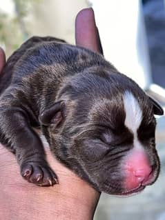 American pitbull pupyy