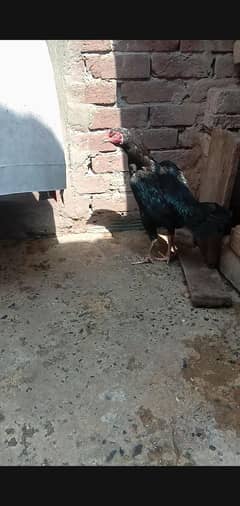 mainwali
