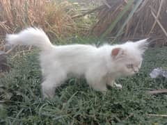 Persian