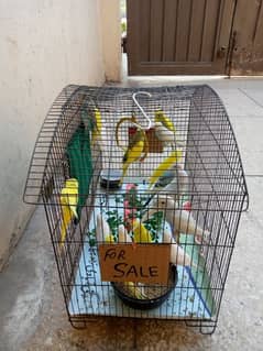birds