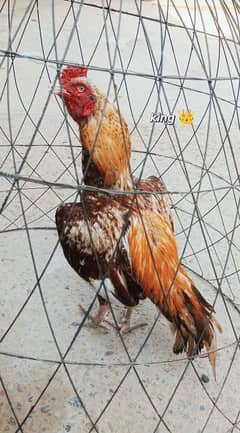All
