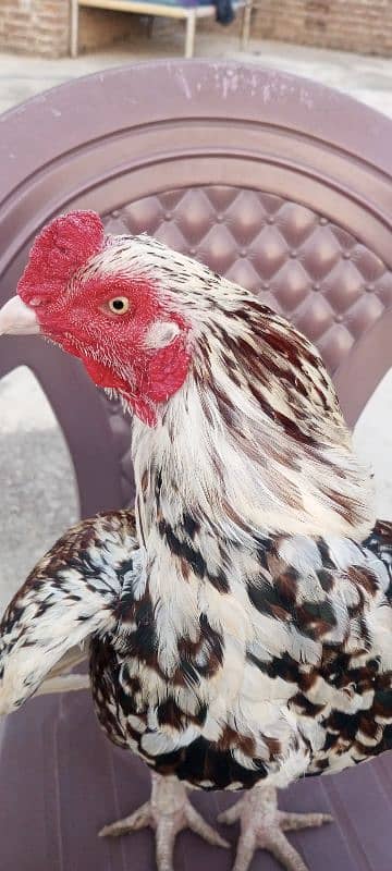 All bird for sale high quality full guranti fithe ki 1