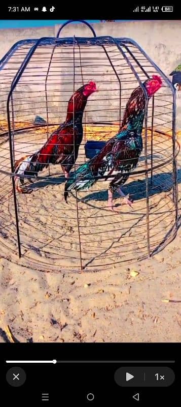 All bird for sale high quality full guranti fithe ki 3