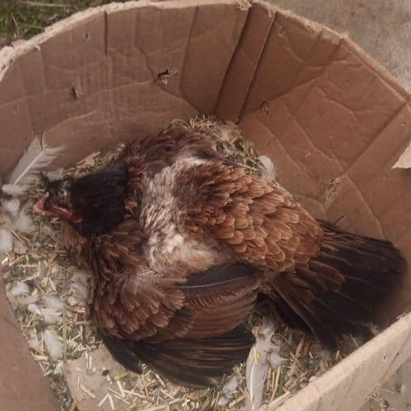 All bird for sale high quality full guranti fithe ki 5