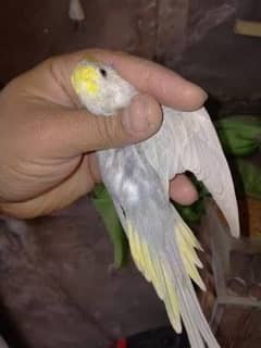 Budgie for sale Australian parrot