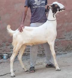 Pure Khassi Donday Bakray Qurbani kay liyay