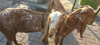 qurbani bakre for sale 2 dant khasi