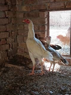 Heera Male