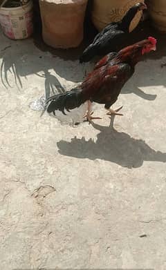 aseel murga pair for sale