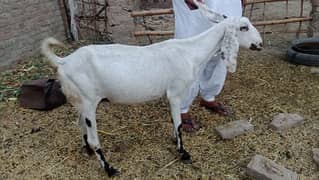 bakri for sale