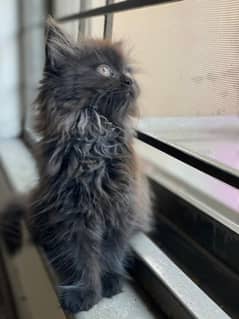 Persian