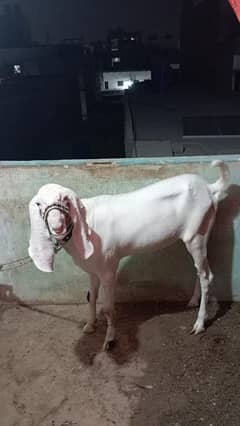 mashallah gulabi Bakra for sale ghar ka Pala hua hai 4 dant 145000