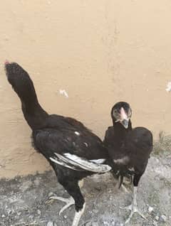 Pure Aseel kamalya blood line urgent for sale