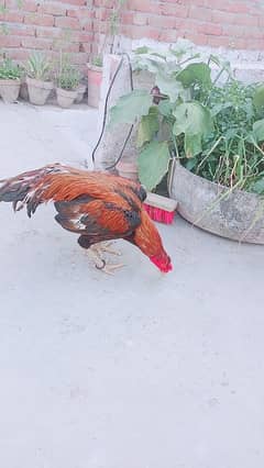 pure mianwali lasani  murgha healthy and active bnd jod