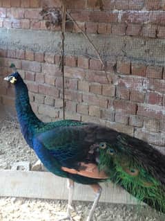 peacock male and female mirage
