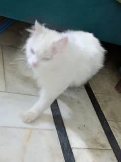 Persian cat