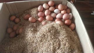 desi eggs