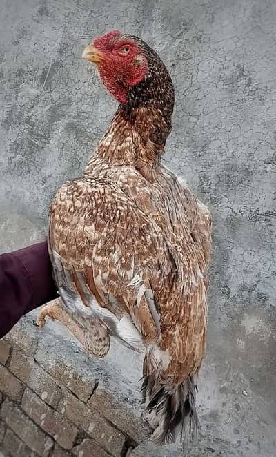 aseel pure. old blood, mianwali