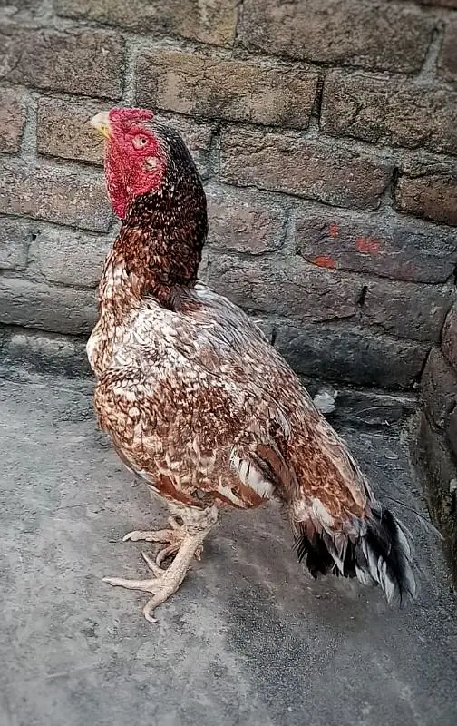 aseel pure. old blood, mianwali, nawabi, amroha, peshawari, thailandi