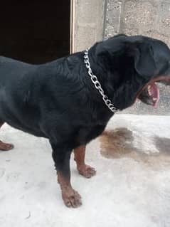 family dog no agreesive