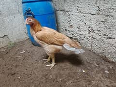 parrot
