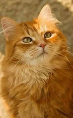 trained Persian cat,s