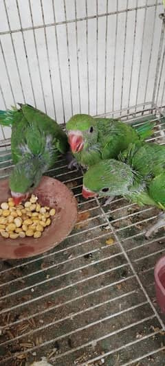 green desi mithu babies