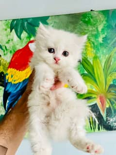 Persian