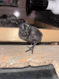 Ayam