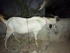 2 daant Bakra Full Active ready for Qurbani 2k25